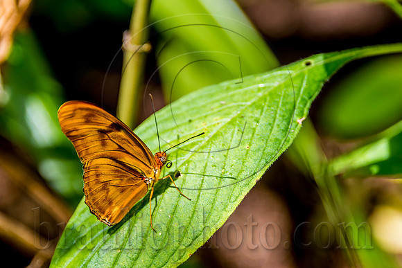 The Butterfly Estates DSC_2356