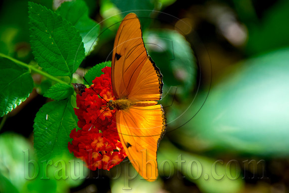 The Butterfly Estates DSC_2401