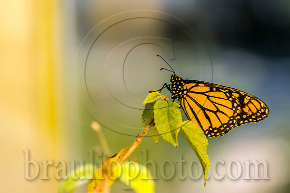 The Butterfly Estates DSC_2415