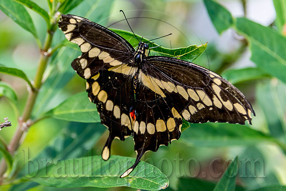 The Butterfly Estates DSC_2571