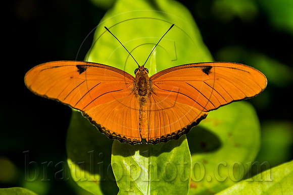 The Butterfly Estates DSC_2673