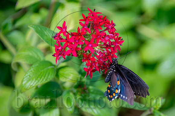 The Butterfly Estates DSC_2788