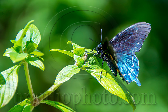 The Butterfly Estates DSC_2843