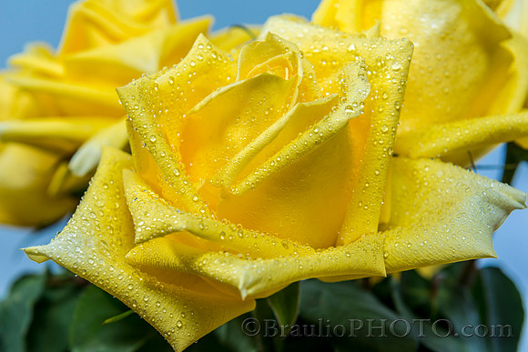 Yellow flowers