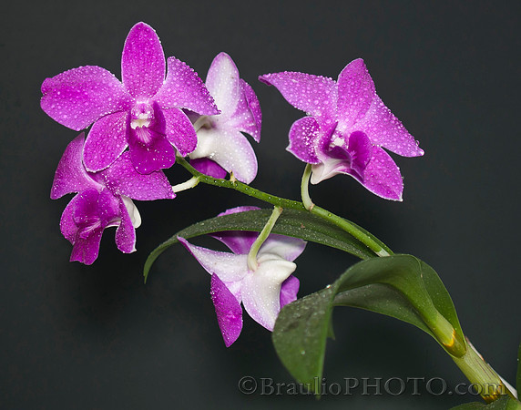 Orchids