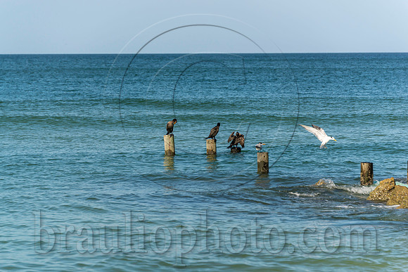 BHD_2803